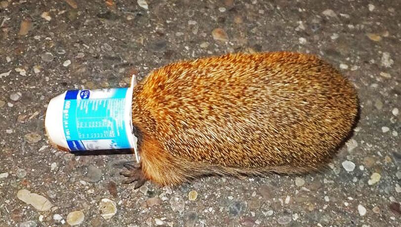Zu tief in den Joghurtbecher geschaut: In eine brenzlige Situation brachte sich dieser Igel in Offenburg. Zu tief in den Joghurtbecher geschaut: In eine brenzlige Situation brachte sich dieser Igel in Offenburg.