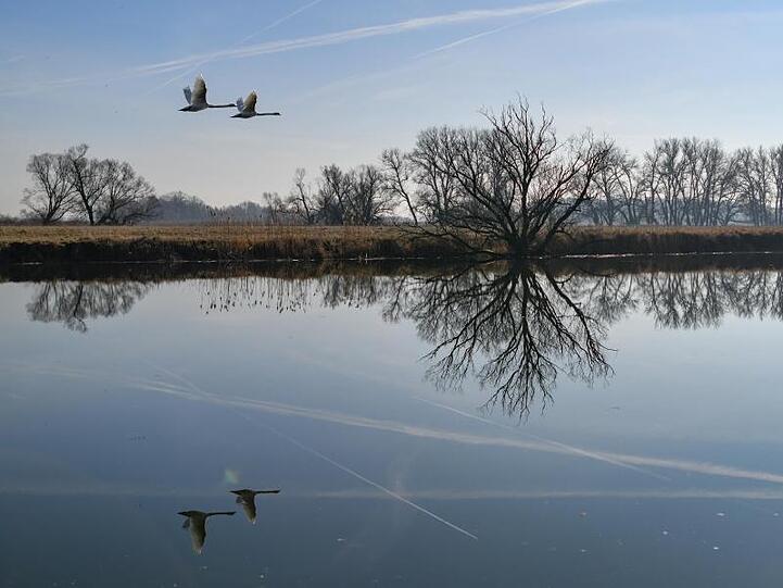 Schwäne fliegen über einem Nebengewässer des deutsch-polnischen Grenzflusses Oder und spiegeln sich dabei im glatten Wasser wieder.