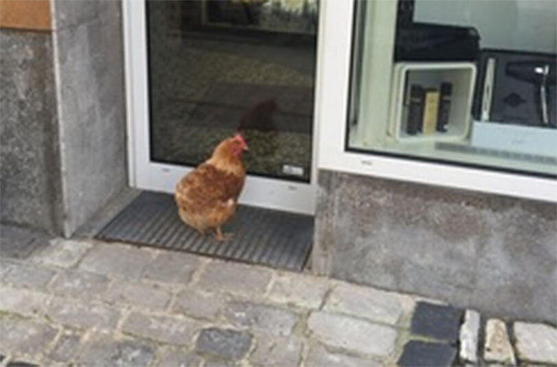 Tierischer Türsteher vorm Friseursalon. An diesem Federvieh kam am Dienstag niemand vorbei.