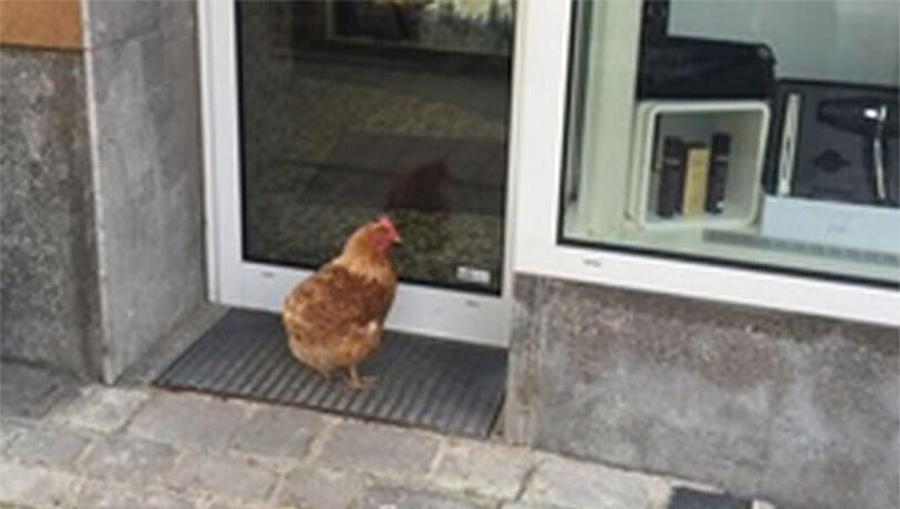 Tierischer Türsteher vorm Friseursalon. An diesem Federvieh kam am Dienstag niemand vorbei. Tierischer Türsteher vorm Friseursalon. An diesem Federvieh kam am Dienstag niemand vorbei.