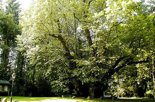 Dicke Linde, Foto: heedeems.de