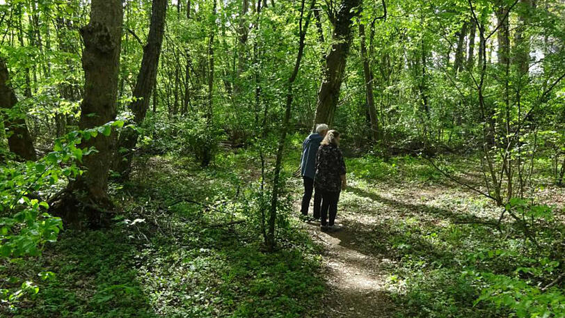 Hier kann man in den Wald eintauchen.