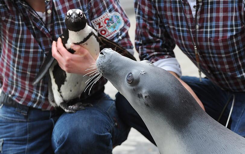 Pinguin William schaut keck in die Kamera, während Kegelrobbe Kate neugierig an der Robbe schnuppert.
