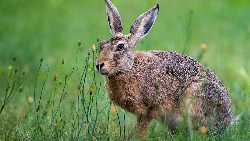 Im Landkreis Würzburg wurden mehrere tote Feldhasen gefunden. Sie starben an der auch für Menschen gefährlichen Hasenpest. Im Landkreis Würzburg wurden mehrere tote Feldhasen gefunden. Sie starben an der auch für Menschen gefährlichen Hasenpest.