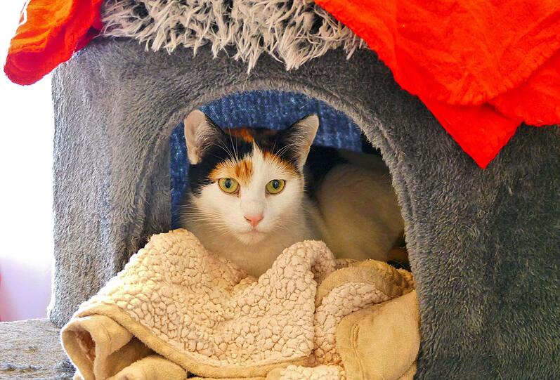 EMILY ist eine Europäisch-Kurzhaar-Katze und neun Jahre alt. Sie ist eine schüchterne Einzelgängerin und kann auch mal zupacken, wenn sie sich bedrängt fühlt. Hat sie Vertrauen gefasst, wird sie jedoch zur verschmusten und anhänglichen Begleiterin. Gesucht: ein ruhiger Einzelplatz.