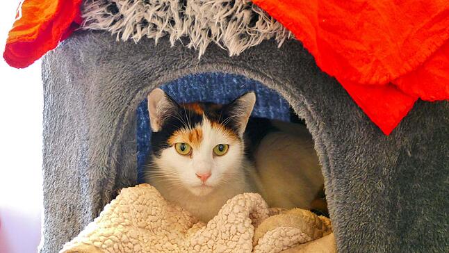 EMILY ist eine Europäisch-Kurzhaar-Katze und neun Jahre alt. Sie ist eine schüchterne Einzelgängerin und kann auch mal zupacken, wenn sie sich bedrängt fühlt. Hat sie Vertrauen gefasst, wird sie jedoch zur verschmusten und anhänglichen Begleiterin. Gesucht: ein ruhiger Einzelplatz.