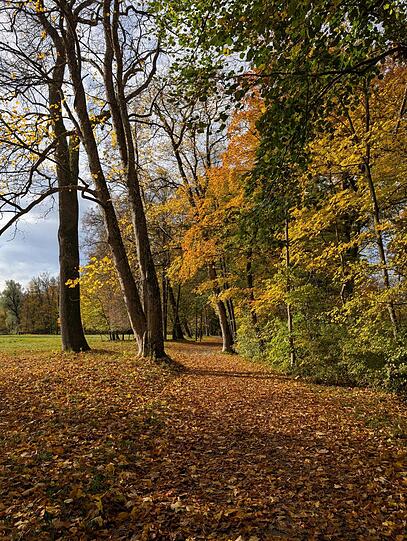 Von einem dichten Laub-Teppich bedeckt, zeigt sich der Englische Garten von seiner schönsten Seite.