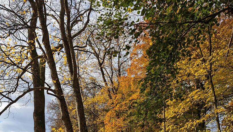 Von einem dichten Laub-Teppich bedeckt, zeigt sich der Englische Garten von seiner schönsten Seite. Von einem dichten Laub-Teppich bedeckt, zeigt sich der Englische Garten von seiner schönsten Seite.