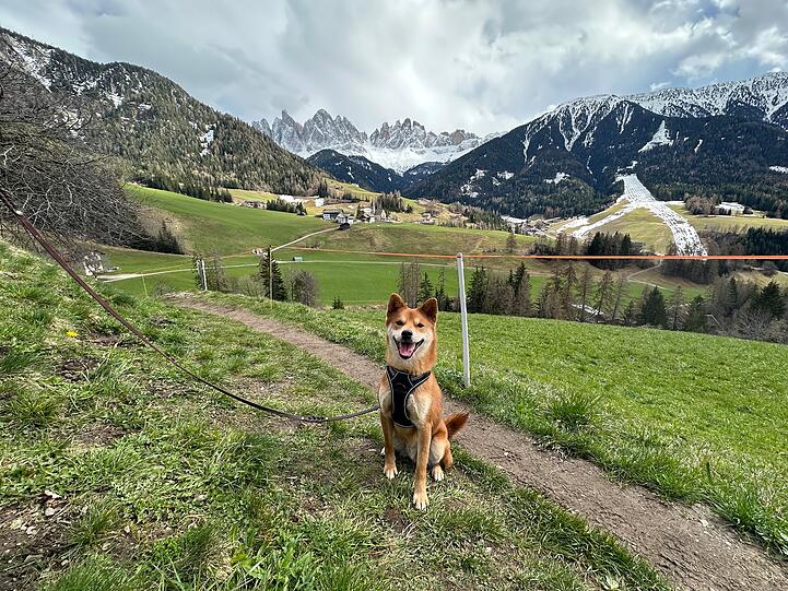Mochi ist ein geretteter Hund aus einem Tierheim in China. Er hat sich dennoch sehr gut an das Leben in Deutschland angepasst. Mochi ist jetzt ein fester Bestandteil unseres Lebens und bringt uns jeden Tag unendliches Glück.