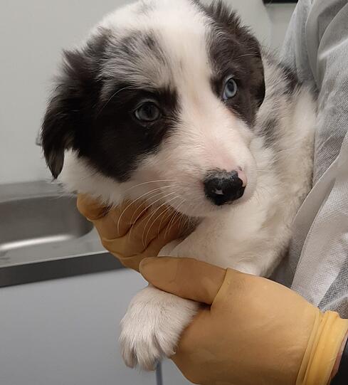Dieser Hund konnte gerettet werden. Vorerst.