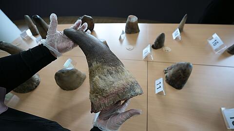 Eine Mitarbeiterin des National Parks Board (NParks) zeigt die 20 beschlagnahmten Nashorn-H&ouml;rner in Singapurs Zentrum f&uuml;r Wildtier-Forensik.