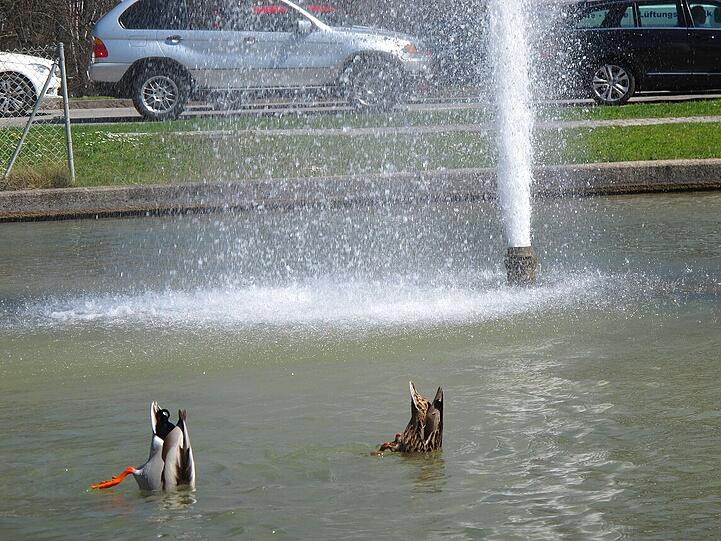 Lehel: Köpfchen in das Wasser...