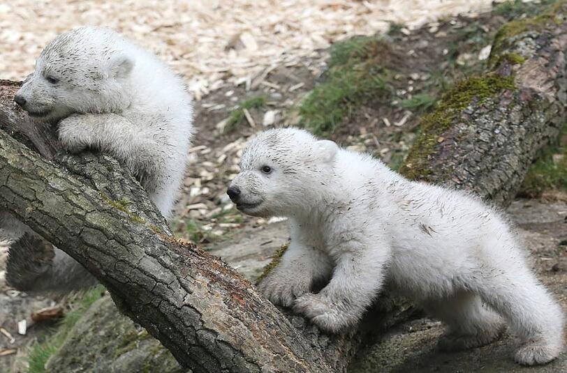 Sehen Sie hier weitere Bilder der süßen Eisbärenzwillinge aus dem Tierpark Hellabrunn.