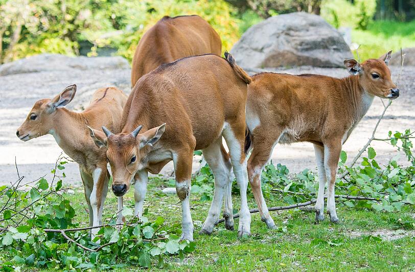 Ochiba, Oskar und Ornella (von links) mischen die Gruppe ganz schön auf.
