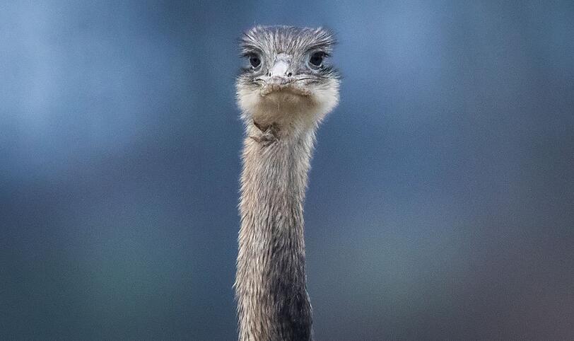 Ein Nandu.