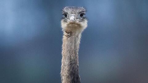 Ein Nandu.