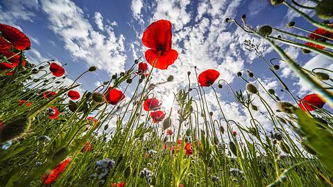 Klatschmohn blüht am Rande des Kurparks von Bad Nauheim vor einem blauen Himmel.