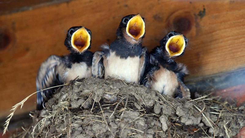 Nach Futter verlangen drei junge Schwalben, die unter einem Dachvorsprung groß gezogen werden. Foto: Rainer Jensen/Archivbild Nach Futter verlangen drei junge Schwalben, die unter einem Dachvorsprung groß gezogen werden. Foto: Rainer Jensen/Archivbild