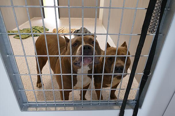 Die Hunde kamen ins Münchner Tierheim. Die Hunde kamen ins Münchner Tierheim.
