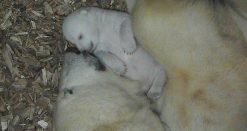 Bilder der Videoaufzeichnungen zeigen Eisbär-Mutter Giovanna und ihr etwa einen Monat altes Junges.