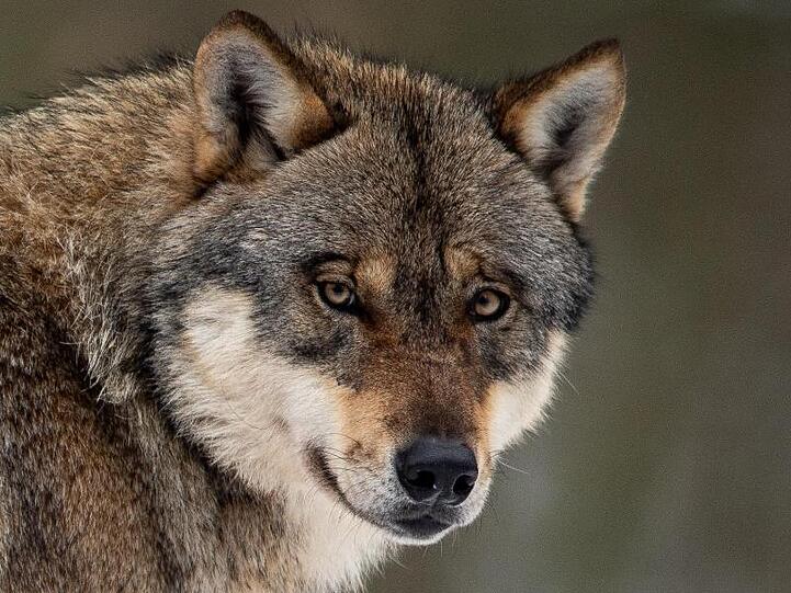 Ein Wolf steht in einem Gehege im Wildpark Neuhaus. Einb Waldkindergarten in Schleswig-Holstein wurde vorsorglich geräumt, weil sich ein aggressiver Wolf in der Nähe befindet.