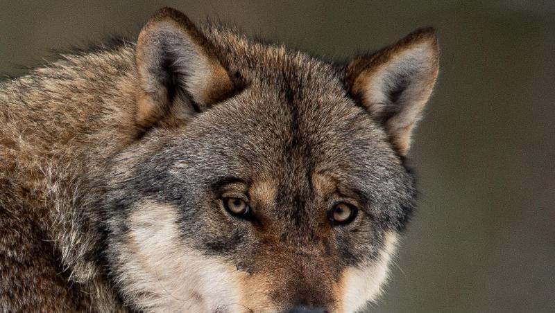 Ein Wolf steht in einem Gehege im Wildpark Neuhaus. Einb Waldkindergarten in Schleswig-Holstein wurde vorsorglich geräumt, weil sich ein aggressiver Wolf in der Nähe befindet. Ein Wolf steht in einem Gehege im Wildpark Neuhaus. Einb Waldkindergarten in Schleswig-Holstein wurde vorsorglich geräumt, weil sich ein aggressiver Wolf in der Nähe befindet.