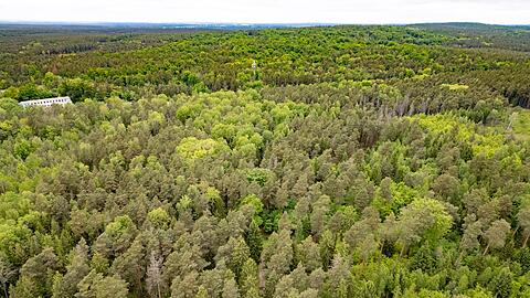 Tod einer 21-Jährigen im Wald - Ermittlungen gegen Jugendlichen wegen Totschlags