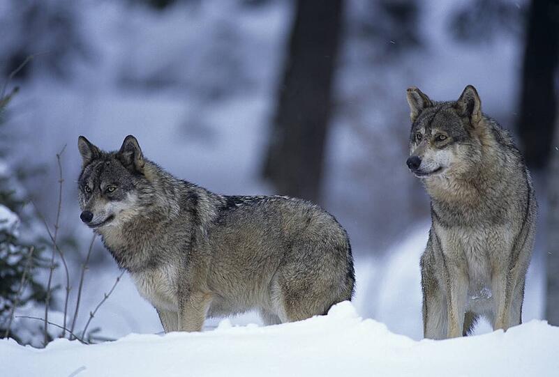 Wildes Deutschland: Luchse im Nationalpark Harz.