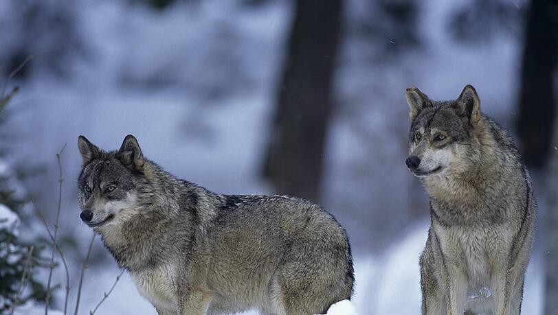 Wildes Deutschland: Luchse im Nationalpark Harz. Wildes Deutschland: Luchse im Nationalpark Harz.