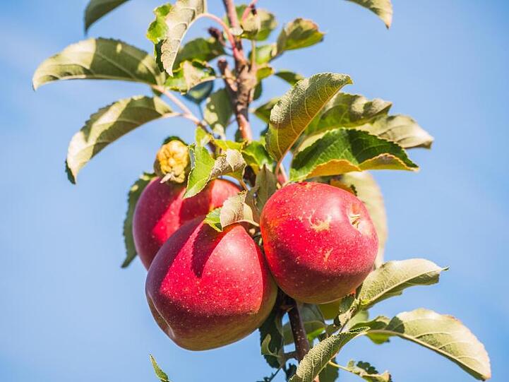 Rote Äpfel hängen an einem Zweig in einer Apfelplantage. Foto: Andreas Arnold/Archivbild