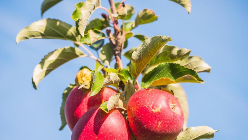 Rote Äpfel hängen an einem Zweig in einer Apfelplantage. Foto: Andreas Arnold/Archivbild Rote Äpfel hängen an einem Zweig in einer Apfelplantage. Foto: Andreas Arnold/Archivbild