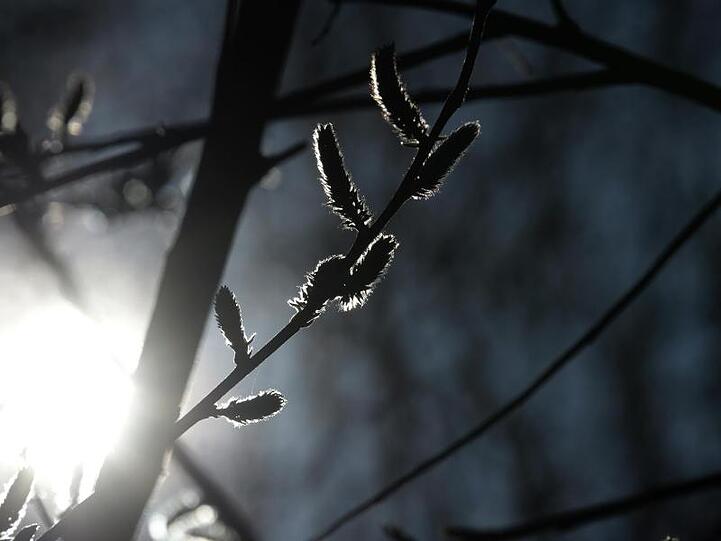 Weidenkätzchen sind im Gegenlicht zu sehen. Foto: Ina Fassbender/Archiv