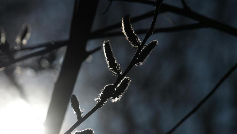 Weidenkätzchen sind im Gegenlicht zu sehen. Foto: Ina Fassbender/Archiv Weidenkätzchen sind im Gegenlicht zu sehen. Foto: Ina Fassbender/Archiv