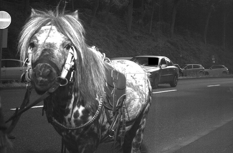 Das Pferd, das einen Autofahrer vor einem Bußgeldbescheid bewahrte.