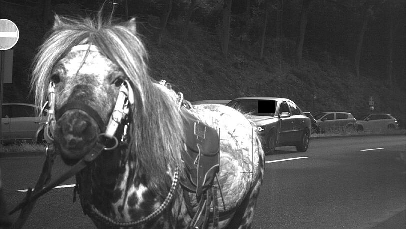 Das Pferd, das einen Autofahrer vor einem Bußgeldbescheid bewahrte. Das Pferd, das einen Autofahrer vor einem Bußgeldbescheid bewahrte.