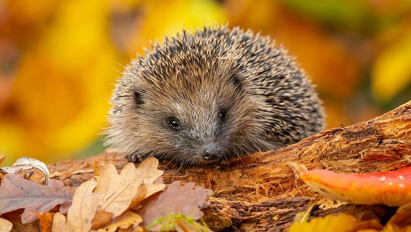 Im Herbst werden junge Igel besonders häufig gesichtet.