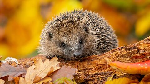 Im Herbst werden junge Igel besonders häufig gesichtet.