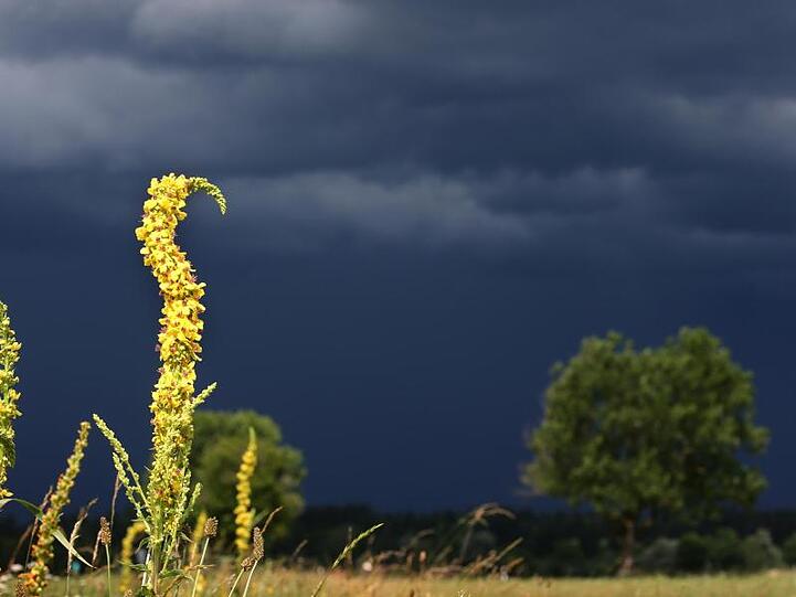 Eine Blumenwiese vor einer dunklen Wolkenfront. Foto: Karl-Josef Hildenbrand/Archivbild