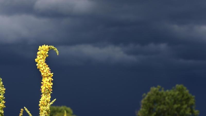 Eine Blumenwiese vor einer dunklen Wolkenfront. Foto: Karl-Josef Hildenbrand/Archivbild Eine Blumenwiese vor einer dunklen Wolkenfront. Foto: Karl-Josef Hildenbrand/Archivbild