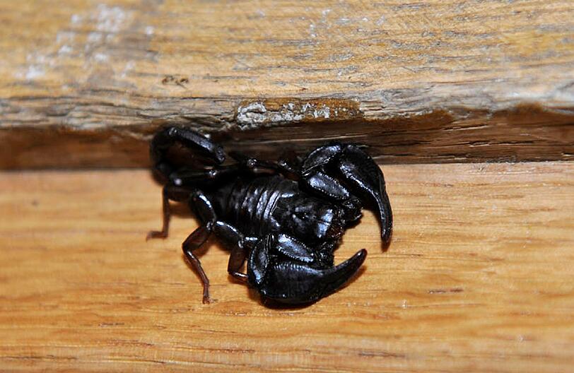 Urlaubs-Mitbringsel, auf das man gerne verzichten möchte: ein kleiner Skorpion kroch am Dienstag aus dem Gepäck eines Paares in der Pütrichstraße.