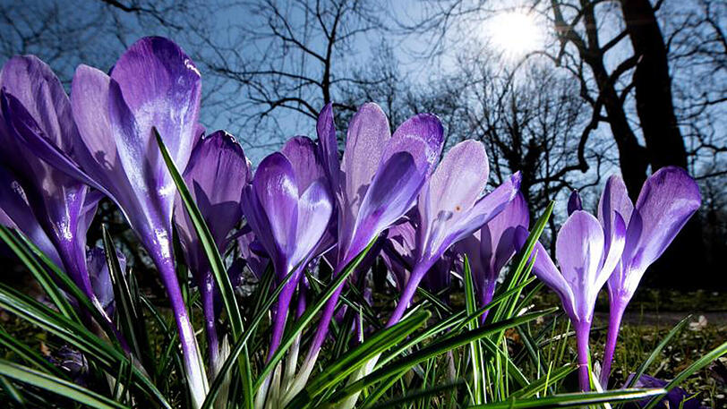Krokusse stehen in München in einem Park auf einer Wiese.
