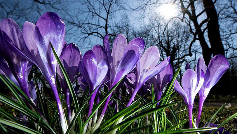 Krokusse stehen in München in einem Park auf einer Wiese. Krokusse stehen in München in einem Park auf einer Wiese.