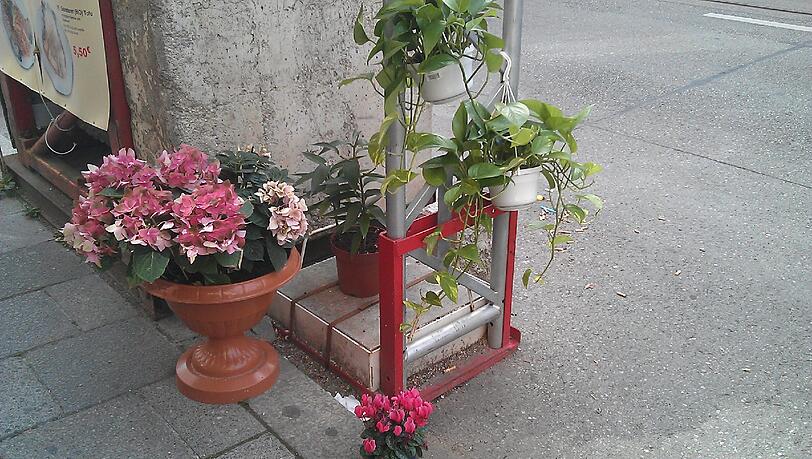 Bunte Blumen auf hässlichem Beton: Die Not hat Besitzer eines Restaurants in der Augustenstraße erfinderisch gemacht. Bunte Blumen auf hässlichem Beton: Die Not hat Besitzer eines Restaurants in der Augustenstraße erfinderisch gemacht.