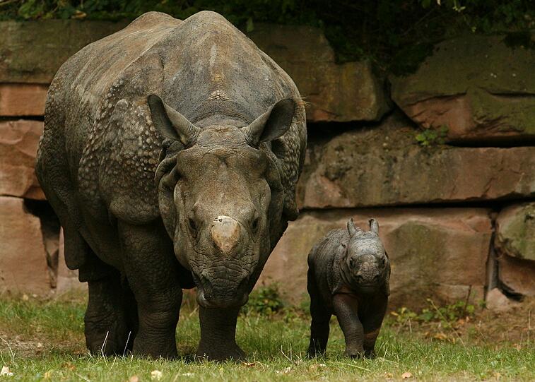 Panzernashorn-Dame Purana mit ihrer Tochter Seto Paitala (nepalesisch für weisser Fuss) im Tiergarten Nürnberg.