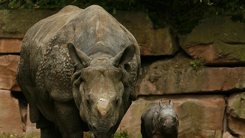 Panzernashorn-Dame Purana mit ihrer Tochter Seto Paitala (nepalesisch für weisser Fuss) im Tiergarten Nürnberg. Panzernashorn-Dame Purana mit ihrer Tochter Seto Paitala (nepalesisch für weisser Fuss) im Tiergarten Nürnberg.