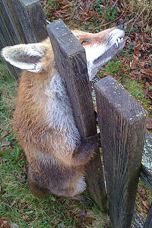 Makaberer Fund in Eching am Ammersee im Jahr 2010: Beim nächtlichen Versuch, einen Hühnerstall zu plündern, geriet ein Fuchs in einen Gartenzaun. Offenbar ist das Tier kurz und schmerzlos an einem Genickbruch gestorben.