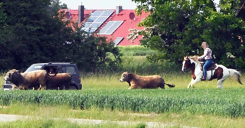 Wildwest in Oberbayern: Trotz zahlreicher Häscher behalten die Jungstiere bislang die Oberhand und entkommen immer wieder.