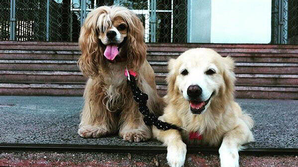 Kimchi (l.) ist blind und bekommt Unterstützung von ihrem Blindenhund Ginger (r.).