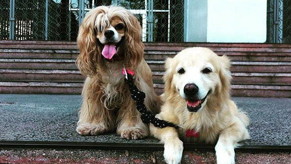 Kimchi (l.) ist blind und bekommt Unterstützung von ihrem Blindenhund Ginger (r.). Kimchi (l.) ist blind und bekommt Unterstützung von ihrem Blindenhund Ginger (r.).
