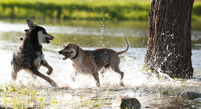 Diese Hunde in Darchau (Niedersachsen) störte das Hochwasser offensichtlich kaum.